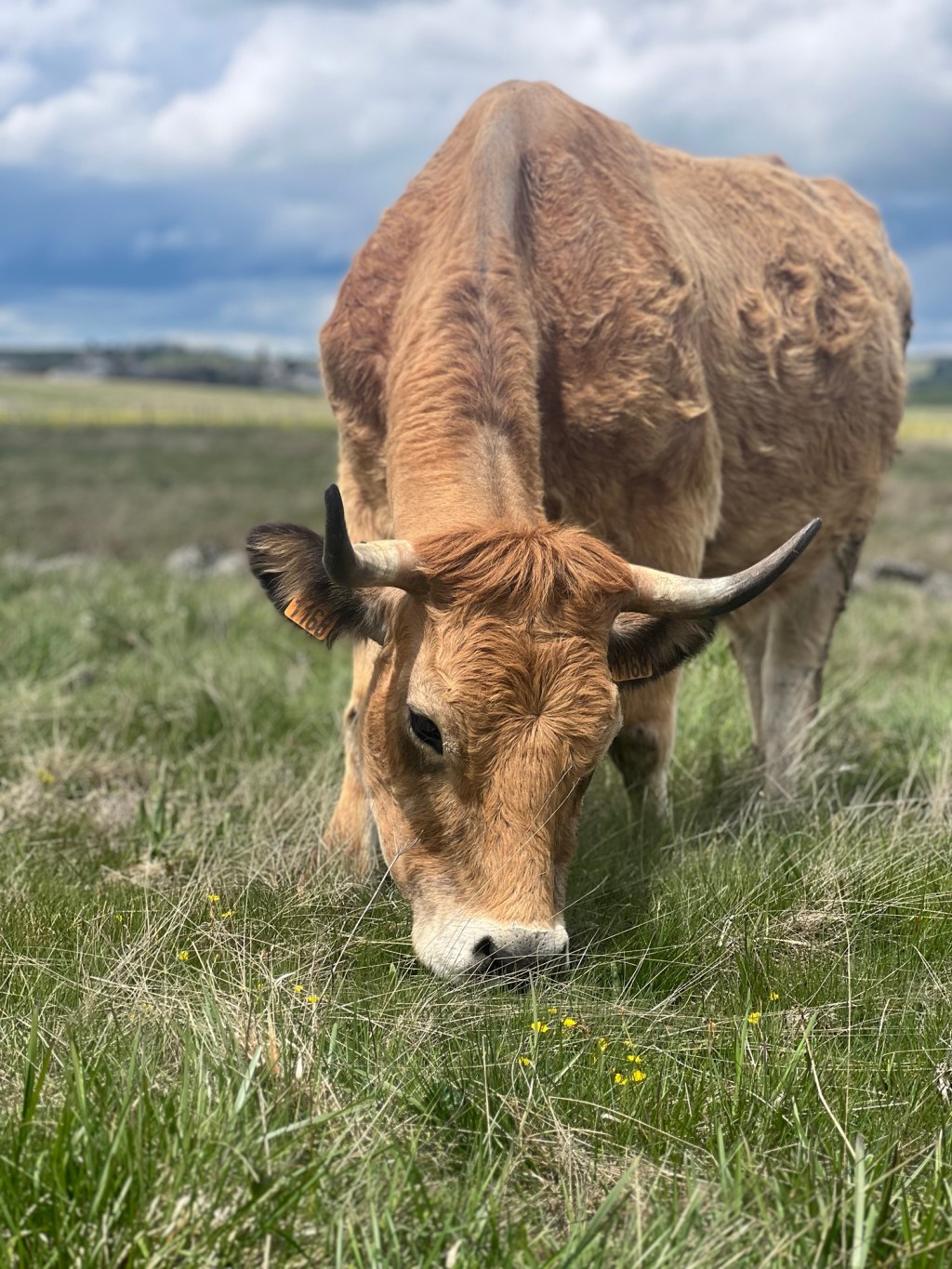 Via Podiensis – Day 5: Aumont-Aubrac to Ferluc – 15.6km (Total:&nbsp;120km)
