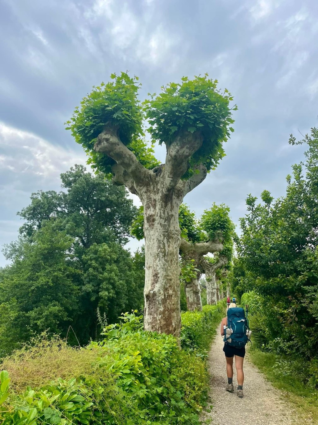 Via Podiensis – Day 24: La Romieu to Montreal du Gers – 33.5km (Total:&nbsp;538km)